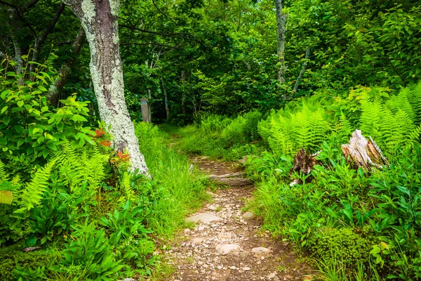 Ferns and trees along the Frazier Discovery Trail in Shenandoah — Stock Photo, Image