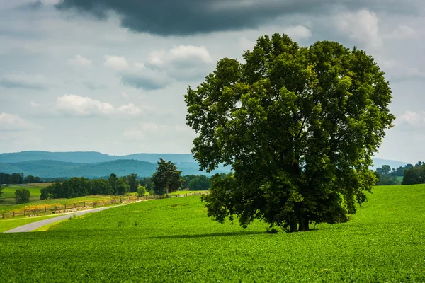 Tree and road in a field, at Antietam National Battlefield, Mary — Stockfoto