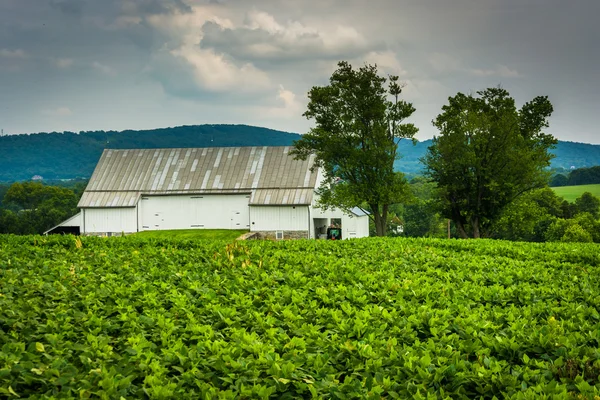 Granero histórico y campos de cultivo en Antietam National Battlefield , —  Fotos de Stock