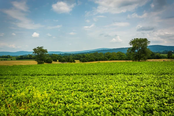 Gård fältet vid Antietam National Battlefield, Maryland. — Stockfoto