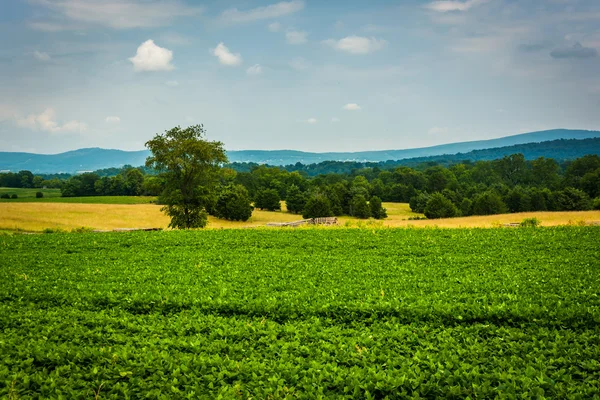 Boerderij veld en bergen in de verte op Antietam nationale Battlefiel — Stockfoto