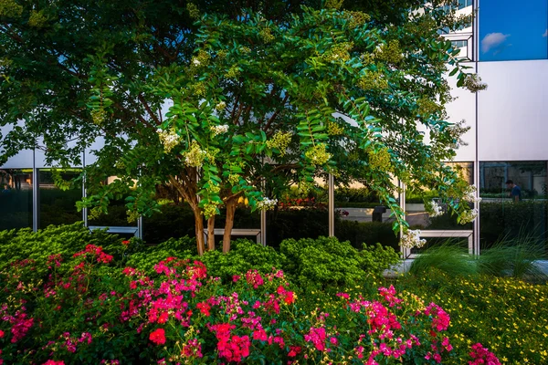 Fleurs et arbres au Freedom Park, à Rosslyn, Arlington, Virgini — Photo