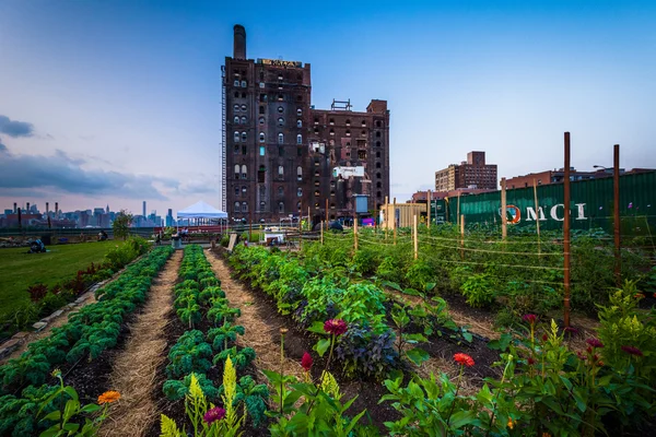 Ferme urbaine à Williamsburg, Manhattan, New York . — Photo