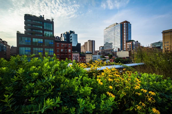 Flowers and view of buildings in Chelsea from The High Line, in — Stock Photo, Image