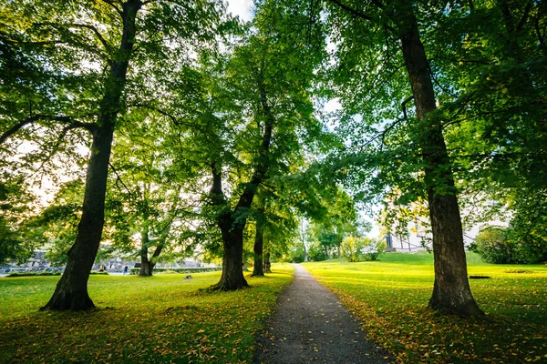 Trees along a path at Suomenlinna, in Helsinki, Finland. — Stock Photo, Image