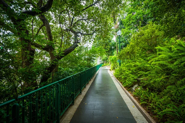 Samambaias e árvores ao longo de uma passarela em Hong Kong Zoological e Bota — Fotografia de Stock