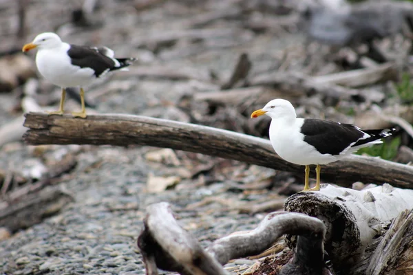 Pair of Southern black-backed gull — Stock Photo, Image