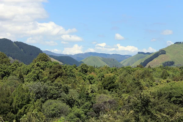 Valle del Reikorangi, Nueva Zelanda . — Foto de Stock