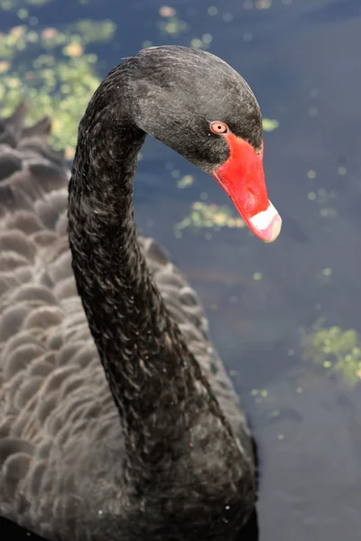 Close up of a Black Swan — Stock Photo, Image