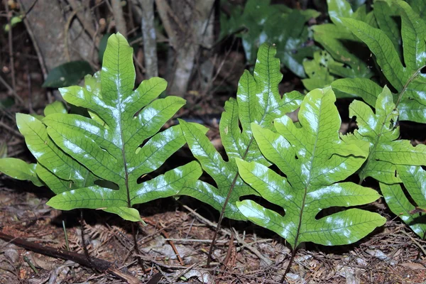 Hound van tong Fern — Stockfoto