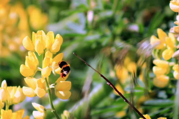 Bumble Bee sklizeň květy Lupina žlutá — Stock fotografie