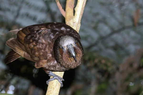 Nya Zeeland Kaka papegoja — Stockfoto