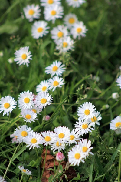 Weiße Rasenmargeriten — Stockfoto