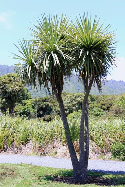 Nya Zeeland kål träd Royaltyfria Stockfoton