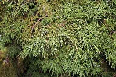 Rimu ağaç yapraklar