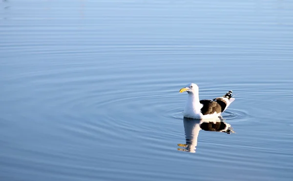 Kelp Gull (Larus dominicanus) — Stock Photo, Image