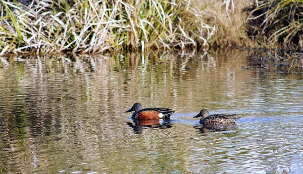 Par de Patos Pás — Fotografia de Stock