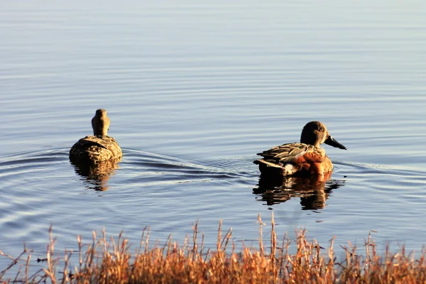 Pair of Shoveler Ducks — Stock Photo, Image