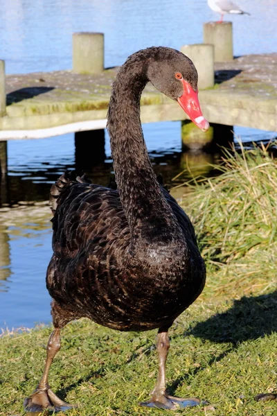 Black Swan in New Zealand — Stock Photo, Image