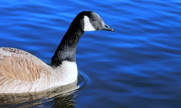 Canadian Goose on Blue Lake — Stock Photo, Image