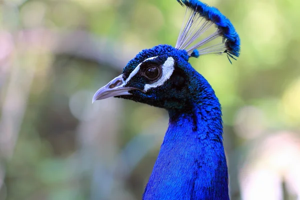 Profil latéral d'un paon — Photo