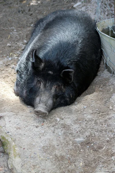 Окленд свиня — стокове фото