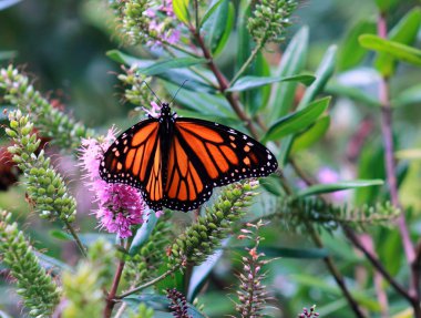 Yeni Zelanda Hebe çiçek kelebek Monarch