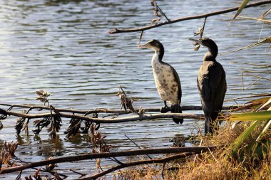 Bir çift çocuk Pied üreticisidir