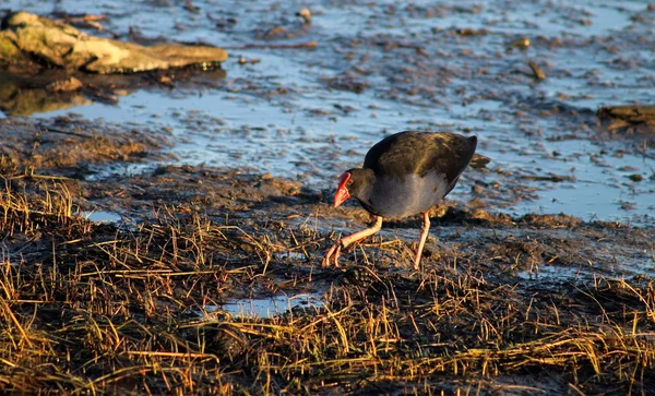 Пукеко, Новая Зеландия Swamphen — стоковое фото