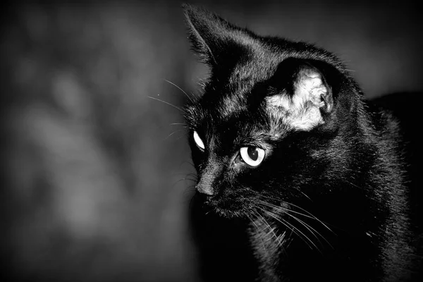 Close up of a Black Cat — Stock Photo, Image