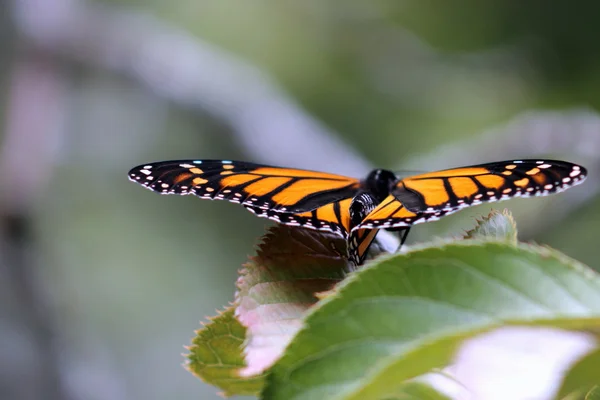 Close Up di una farfalla monarca — Foto Stock