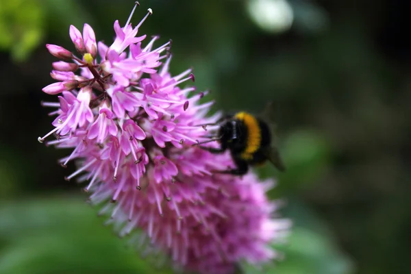 Bumblebee che si nutre di un fiore di Ebe — Foto Stock