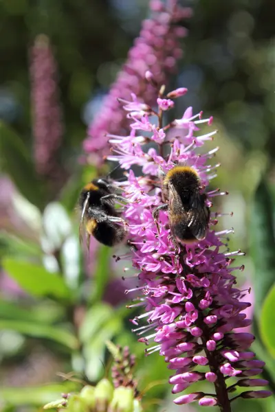 Bumblebee che si nutrono di un fiore di Ebe — Foto Stock