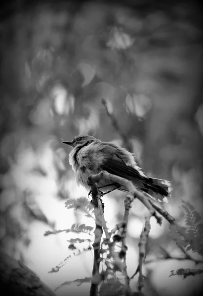 Warbler cinza em preto e branco — Fotografia de Stock