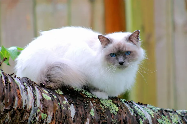 Крупним планом кішки Бірманська — стокове фото