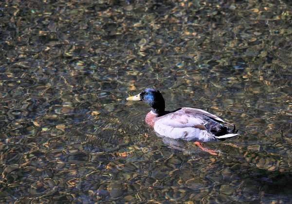 Pato Mallard solitário — Fotografia de Stock