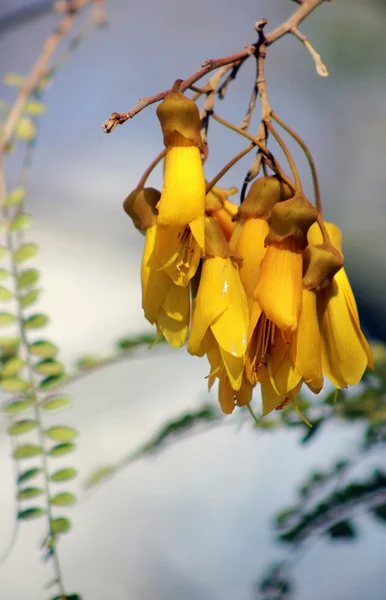 Sarı Kowhai çiçek