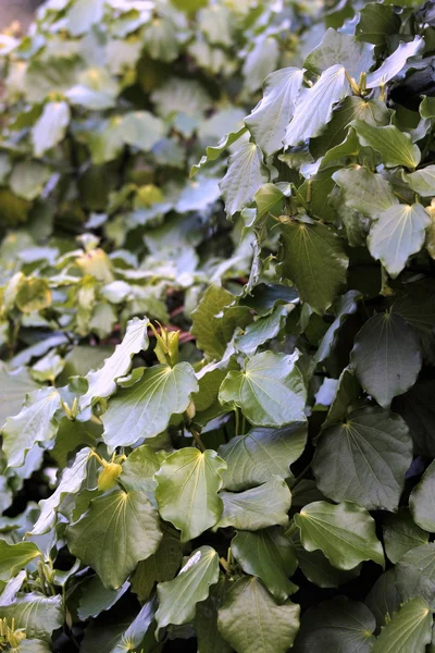 Κακακάβα (Πάιπερ excelsum) — Φωτογραφία Αρχείου