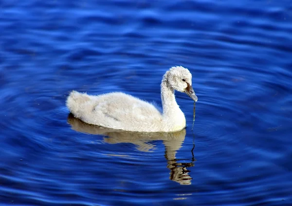 Siyah Kuğu cygnet — Stok fotoğraf