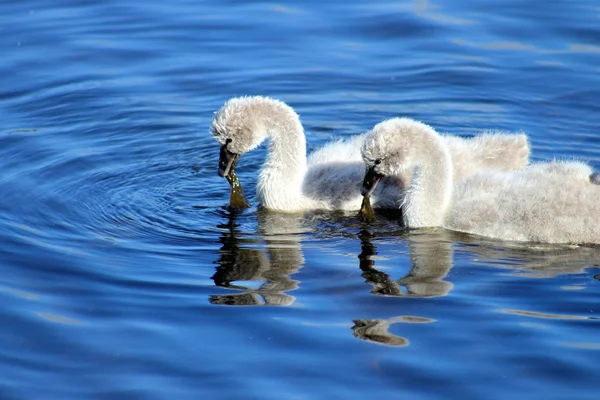 Siyah Kuğu cygnets — Stok fotoğraf