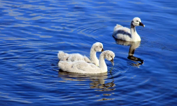 Üç Siyah Kuğu cygnets — Stok fotoğraf