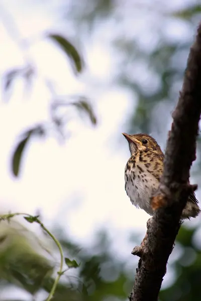 Song Thrush Fledgling — Stok Foto