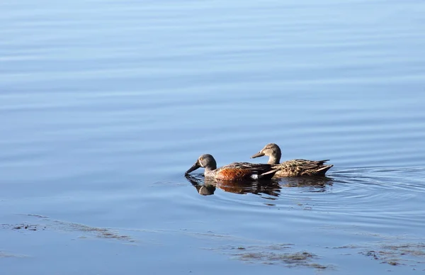 Paire de canards Shoveler — Photo