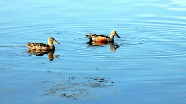 Par de Patos Pás — Fotografia de Stock