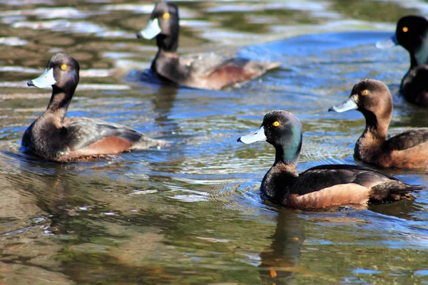 Nova Zelândia scaup — Fotografia de Stock