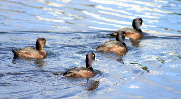 Grupo da Nova Zelândia Scaup — Fotografia de Stock