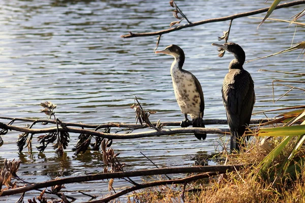 Bir çift çocuk Pied üreticisidir