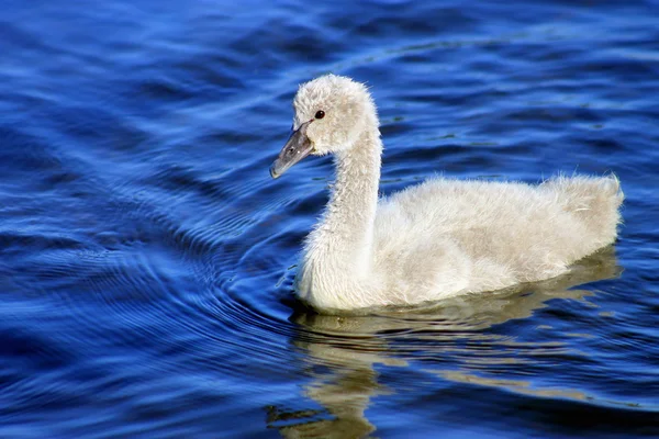 Black Swan Cygnet — Stock Photo, Image