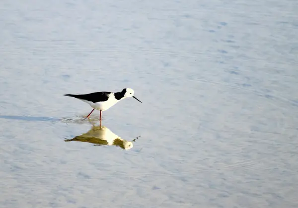 Stilt de cabeça branca — Fotografia de Stock