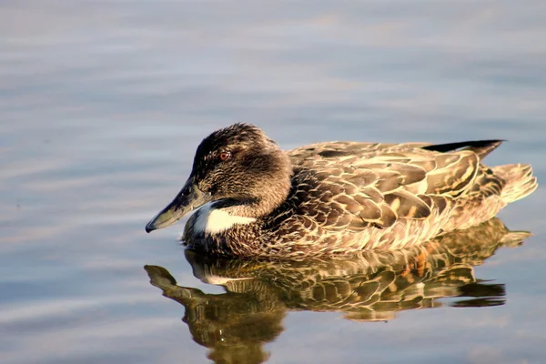 Жінки Shoveler качку — стокове фото